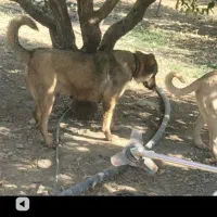 واگذاری ماده پژدر