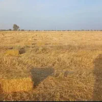 فروش کاه پرس و یونجه