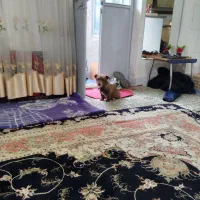 واگذاری سگ پنج ماهه