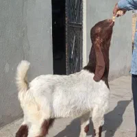 بزغاله پاکستانی گوش بلند جنس دار  نر مخصوص تکه