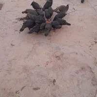 بوقلمون|حیوانات مزرعه|کوهدشت, |دیوار