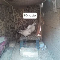 ۵ عدد کبوتر