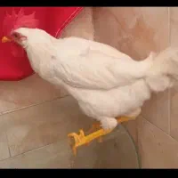 خروس جوان ۶ ماهه