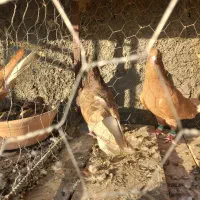 کفتر دم سفید|پرنده|فولادشهر, B5|دیوار