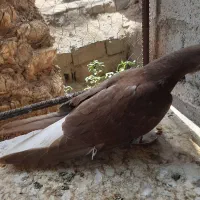 کفتر