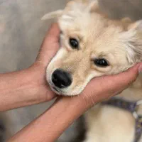 واگذاری اشپیتز گلدن