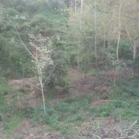 فروش ۴۵۰ متر متری شش میلیون تومان است|فروش دفتر صنعتی، کشاورزی، تجاری|اطاقور, |دیوار