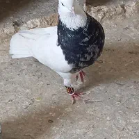 طوقی کفتر سلام به عشقبازی بامعرفت ودوست داشتنی