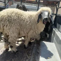 بره ماده