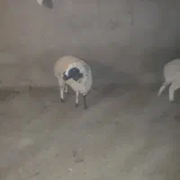 سلام بره چاق چاق برای کشتن و داشت عالی