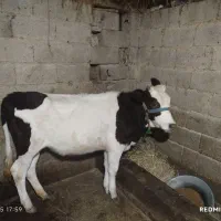 دو راس لیشه جنس زیبا|حیوانات مزرعه|ماسال, |دیوار