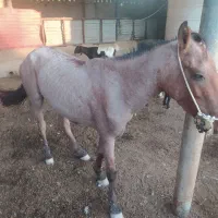 اسب رام وسواری|اسب و تجهیزات اسب‌سواری|سعدآباد, |دیوار