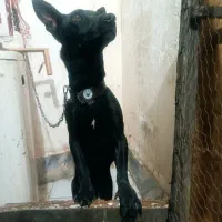 سگ پاکوتاه گرگی|سگ|مشهد, کوی دروی|دیوار