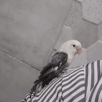 کوتوله کلا سفید|پرنده|کرمان, |دیوار