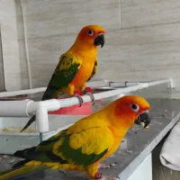 یک جفت طوطی خورشیدی