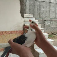 کبوتر مسافتی دوبال جوانه پلاکی