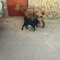 بز شیر با پوکهره