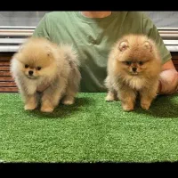 سگ پامرانین خرسی