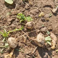 شلغم|خوردنی و آشامیدنی|گزیک, |دیوار