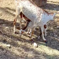 ثلاله قشنگ|حیوانات مزرعه|یزد, |دیوار