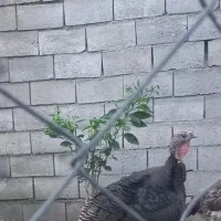 بوقلمون ماده