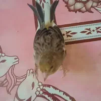 قناری