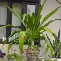 گل سوسن عنکبوتی