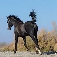 کره نریان کرد