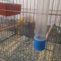 مرغ عشق کارداده