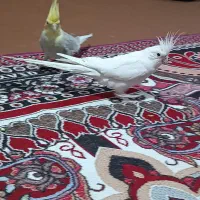 عروس هلندی