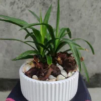 گل آپارتمانی بونسای کادو خاص با گلدان سفالی مخصوص