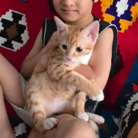 گربه خانگی|گربه|یاسوج, |دیوار