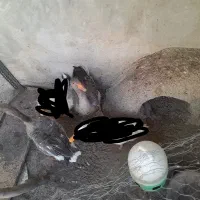 دوعدد غاز بزرگ به فروش میرسد