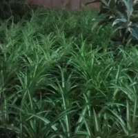 فروش فوری گل طبیعی|گل و گیاه طبیعی|محلات, |دیوار