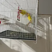 جفت کوتوله بالق|پرنده|زهک, |دیوار