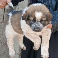 توله سگ قدرجونی