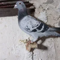 کبوتر صید کرمانی کله زرد|پرنده|مشهد, ابوذر|دیوار