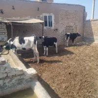 ۳راس گوساله ماده زیر کل