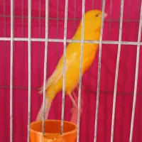یک عدد قناری نر طلایی نژاد خاص|پرنده|قزوین, |دیوار