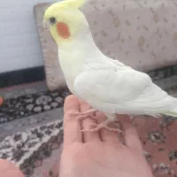 عروس هلندی لوتینو نر