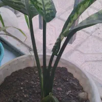 گلزیبا