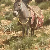 فروش کری نر