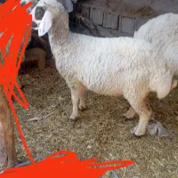 دو عدد بره ماده چاق سرحال سالم|حیوانات مزرعه|جیرفت, |دیوار