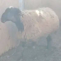 قوچ گله نژاد دار|حیوانات مزرعه|بشاریات, |دیوار