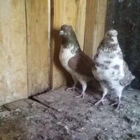 سه عدد کبوتر|پرنده|شاهین‌شهر, برخوار غرب|دیوار