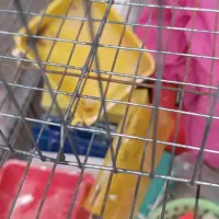 ۲ عدد قفس پرنده همراه با وسایلش|لوازم جانبی حیوانات|بندر ماهشهر, |دیوار