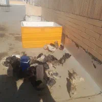 فروش جوجه مرغ محلی|حیوانات مزرعه|یزد, |دیوار