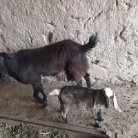 بزمورسیا باکهره ماده