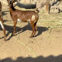 بزغاله قشنگ|حیوانات مزرعه|خرمشهر, |دیوار