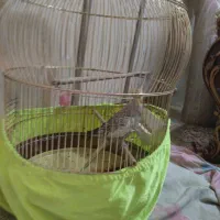 عروس هلندی ماده